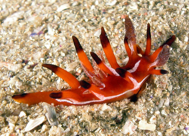 Okenia sp